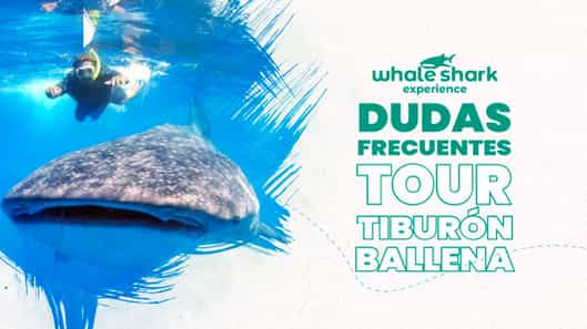 Todo lo que necesitas saber sobre el tour del Tiburón Ballena en Cancún