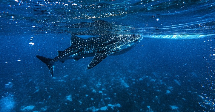 whale-shark-isla-contoy-jpg-3-1