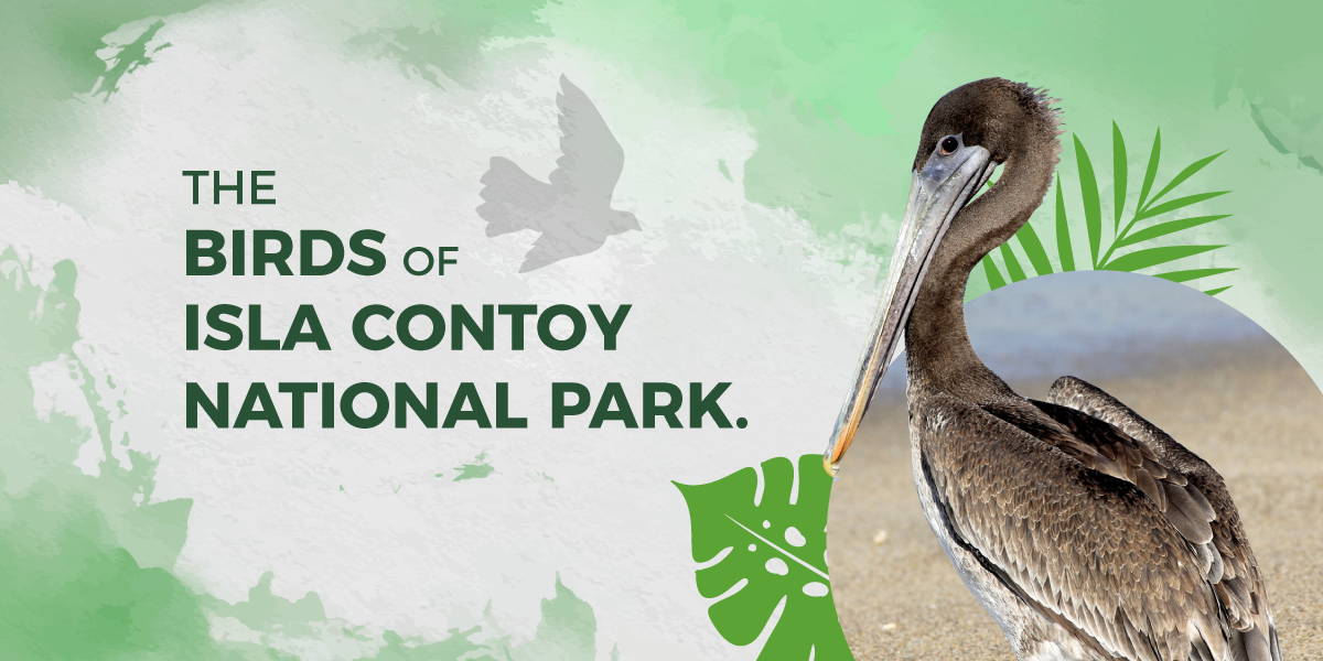 The birds of Isla Contoy National Park