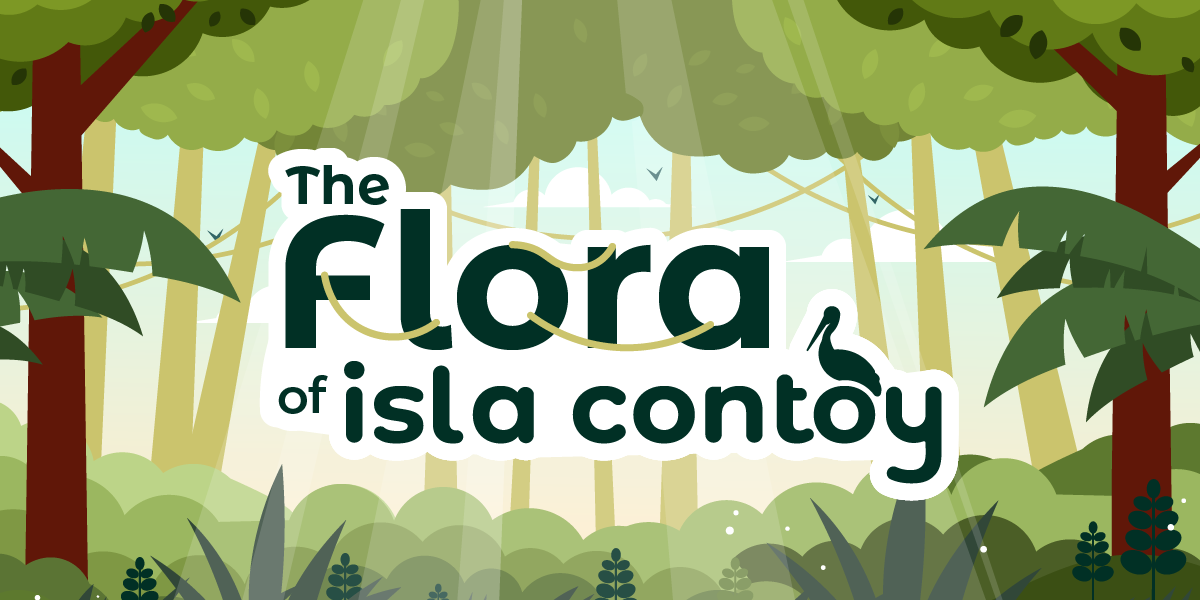 Flora of Isla Contoy