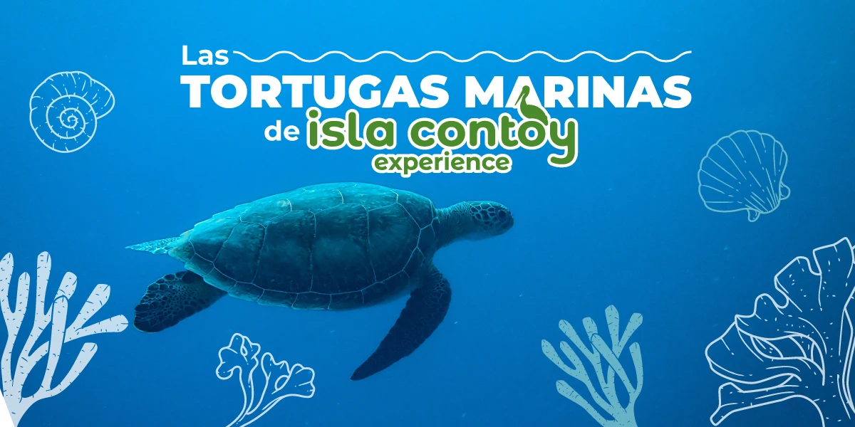 Tortugas marinas en Isla Contoy