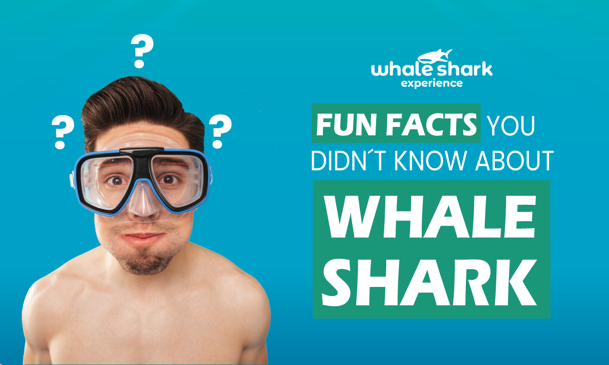 10 fun facts you didn't know about the Whale Shark