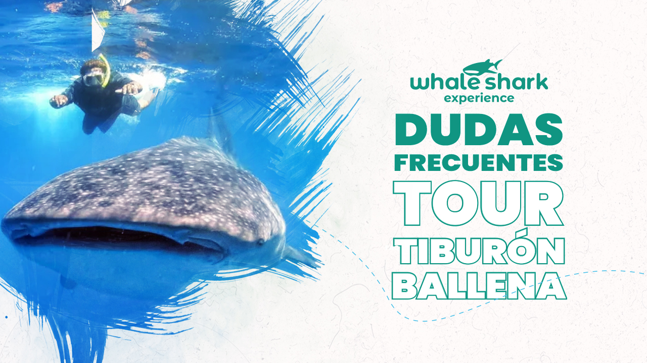 Dudas sobre el Tour del Tiburón Ballena en Cancún