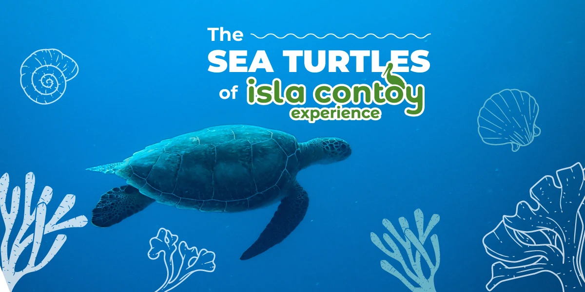 The sea turtles of Isla Contoy National Park