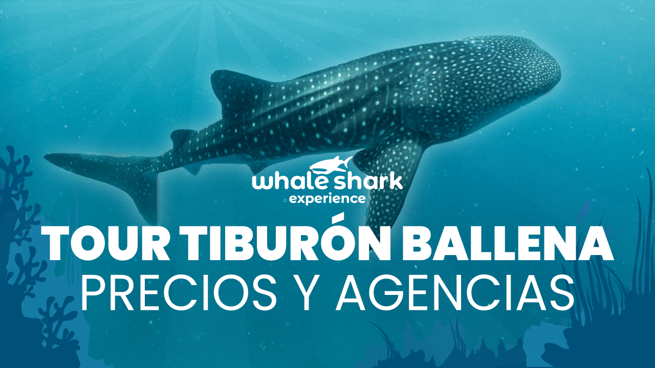¿Dónde comprar el tour del Tiburón Ballena en Cancún? Precios y más