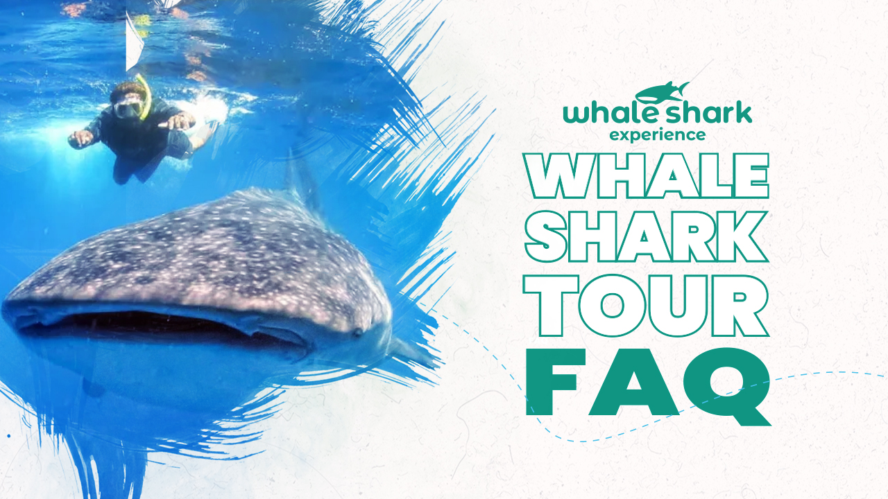All about the whale shark tour in 2023