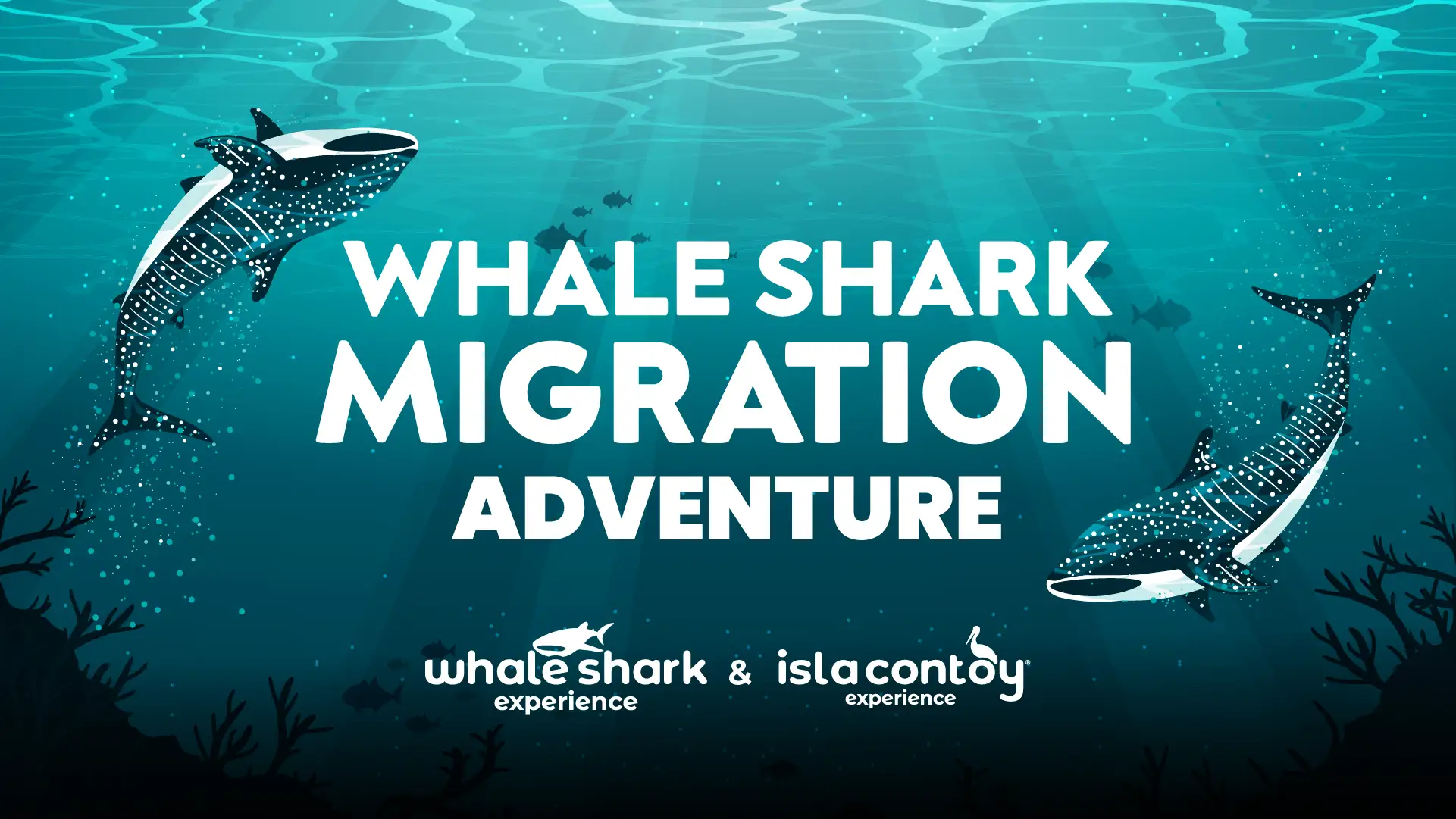 Whale shark migration adventure