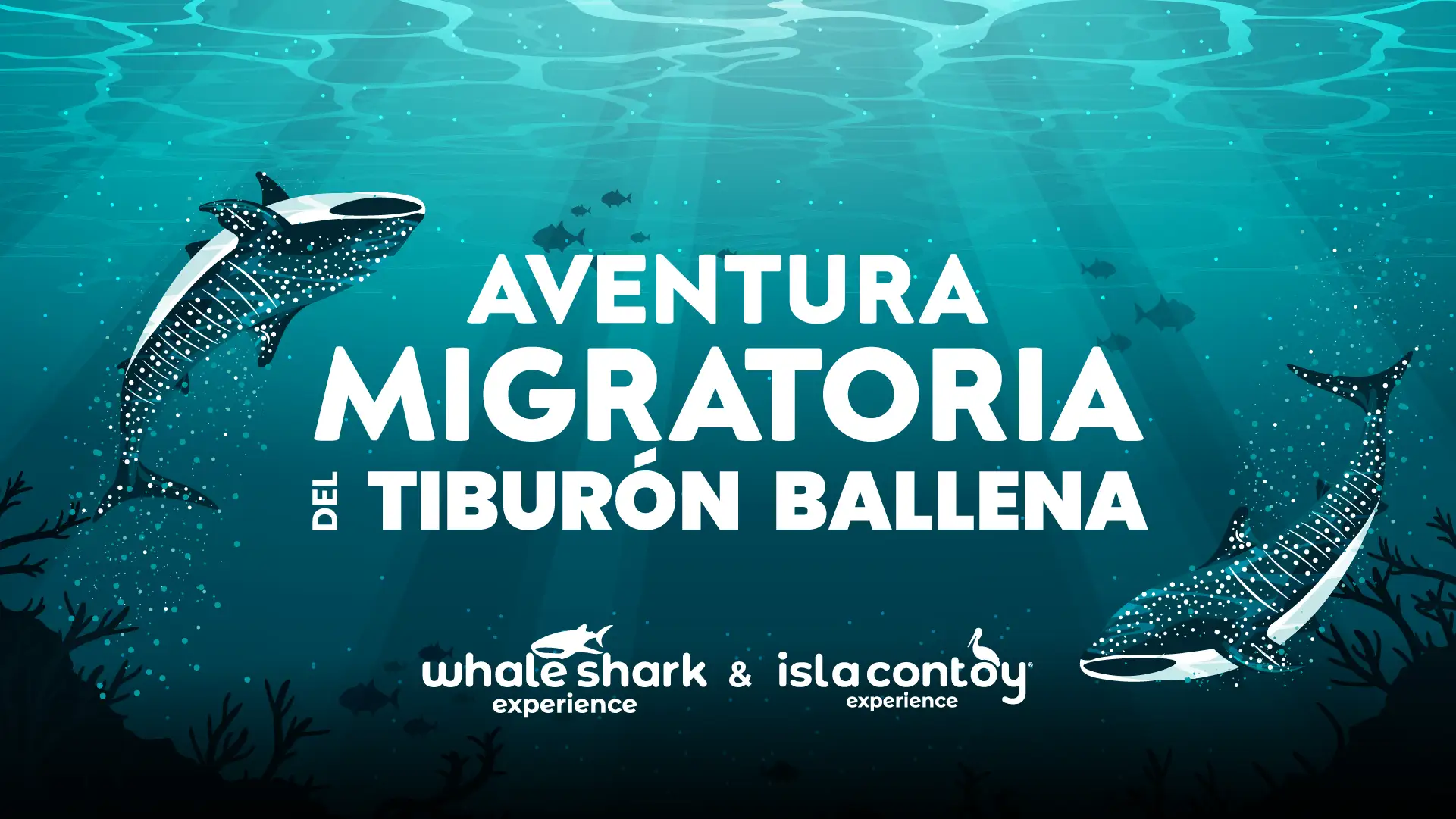 Tiburón Ballena: Aventura Migratoria en Isla Contoy