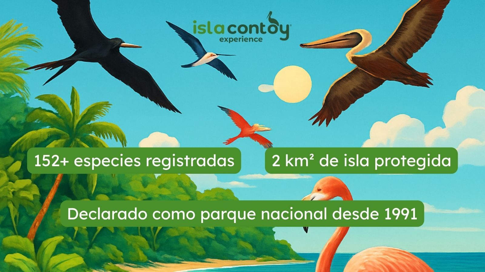 Aves de Isla Contoy: 10 especies que avistar y cuándo verlas