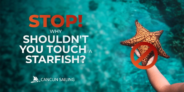 Stop! Why shouldn't you touch a starfish?