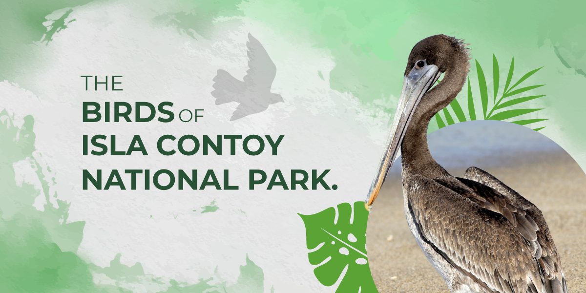 Las aves del Parque Nacional Isla Contoy