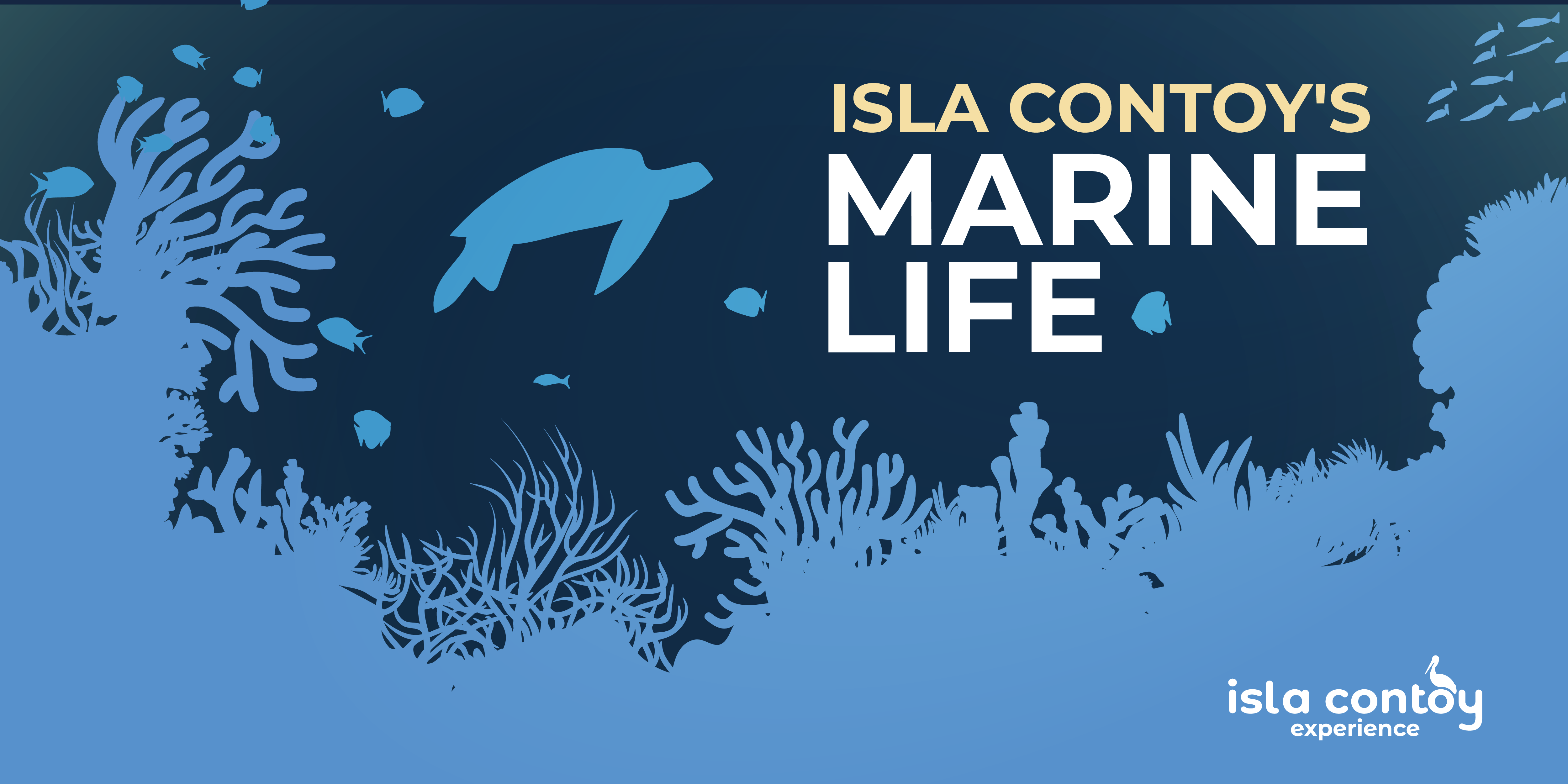 marine-life-isla-contoy